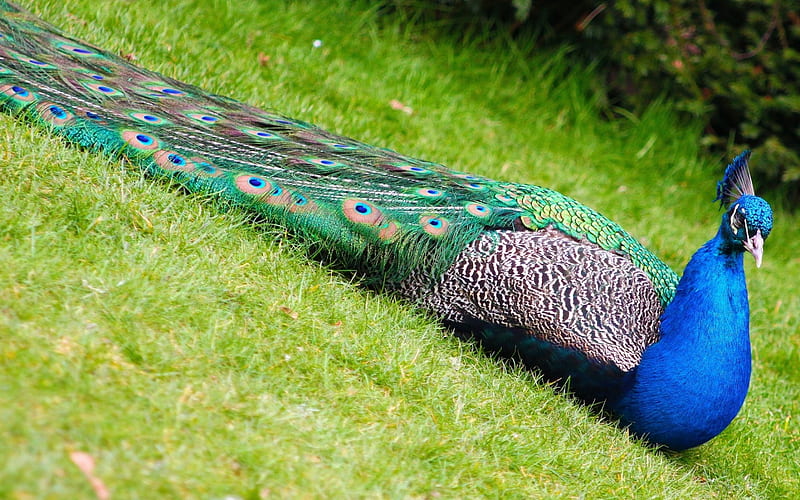 Peacock, grass, pasare, green, bird, feather, paun, summer, blue, HD wallpaper