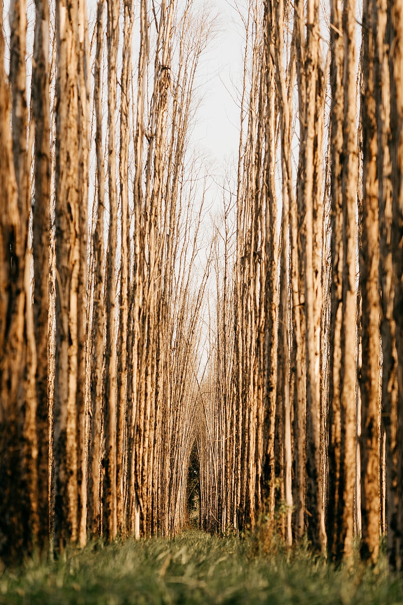 trees, rows, wood, nature, HD phone wallpaper