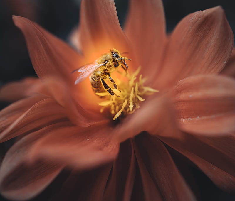 bee, flower, macro, petals, insect, HD wallpaper