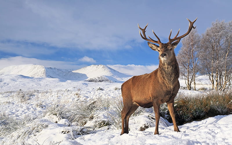 Deer In Winter In Scotland, Snow, Scotland, Deer, Winter, Brown, HD wallpaper