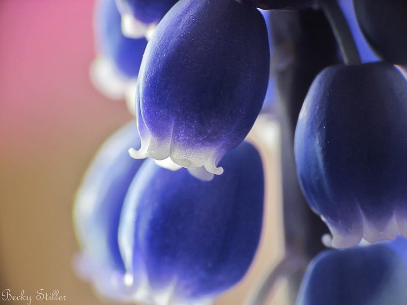 Grape hyacinths, hyazinth, blue, macro, HD wallpaper