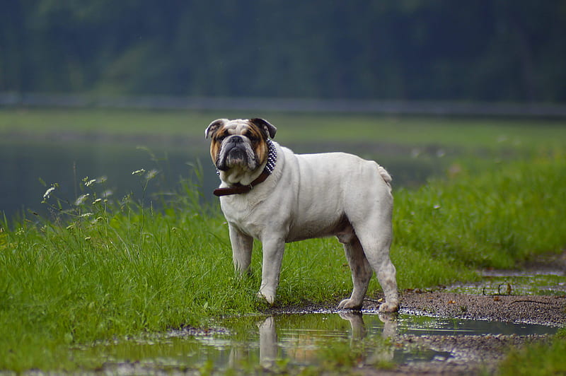 Bulldog In Rainy Weather, bulldog, animals, dog, rain, HD wallpaper