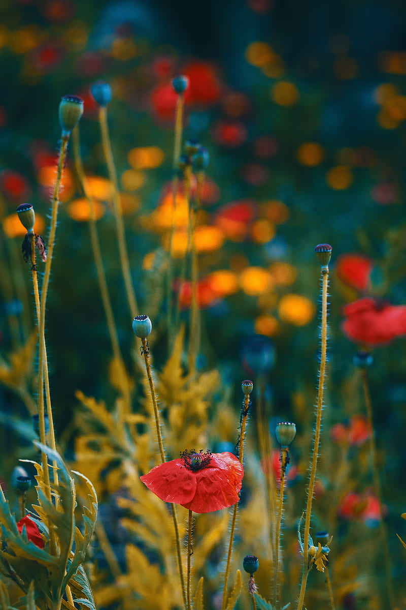 poppies, flowers, flowering, blur, buds, HD phone wallpaper