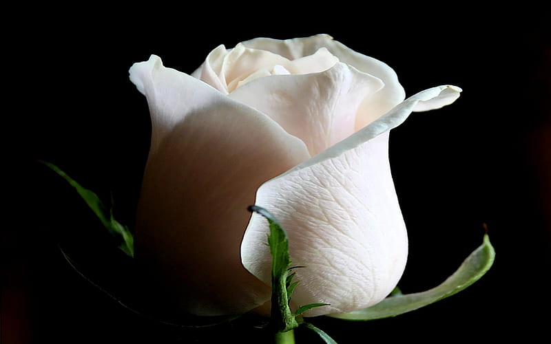 Purity Heart, warm, pure, roses, loving, sweet, caring, cool, romances, gorgeous, HD wallpaper
