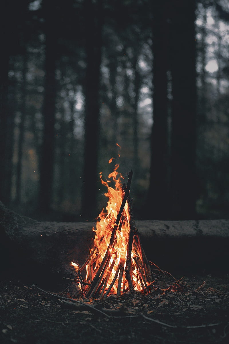 Forest Fire, fire, flame, forest, nature, HD phone wallpaper