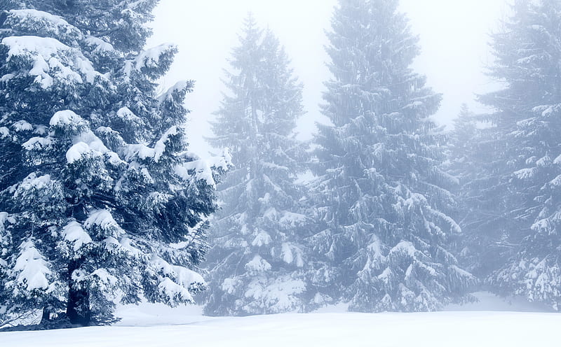 Snowy Trees, Winter Scenery Ultra, Seasons, Winter, Trees, Mountain, Cold, Snow, HD wallpaper