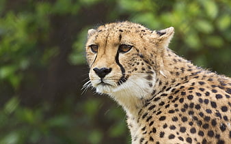 CHeetah, look, animal, HD wallpaper | Peakpx CHeetah, look, animal, HD wallpaper | Peakpx