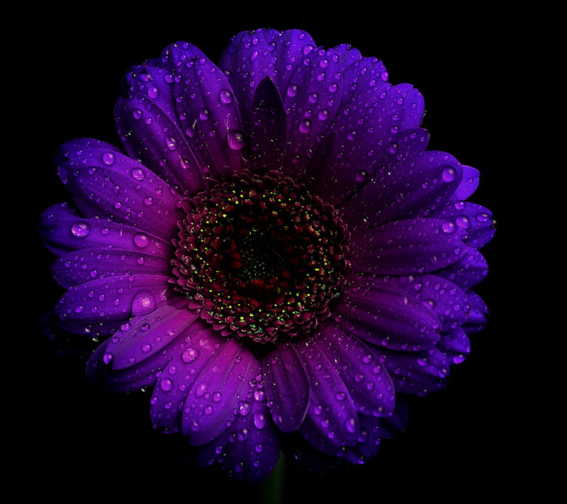 Purple, daisy, flower, pretty, HD wallpaper
