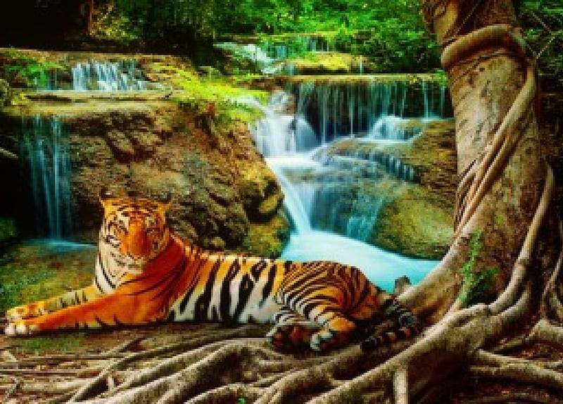 Resting tiger, rest, forest, cascades, wild, waterfall, nature, bonito,  cat, HD wallpaper | Peakpx
