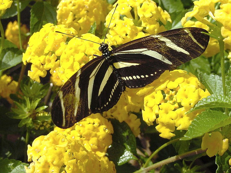 Lantana longwing, zebra longwing, butterfly, yellow flowers, yellow and black, HD wallpaper