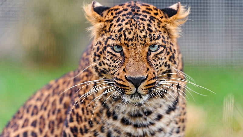 Young leopard, Conservation status Vulnerable, Panthera Pardus, Leopard, Young, HD wallpaper