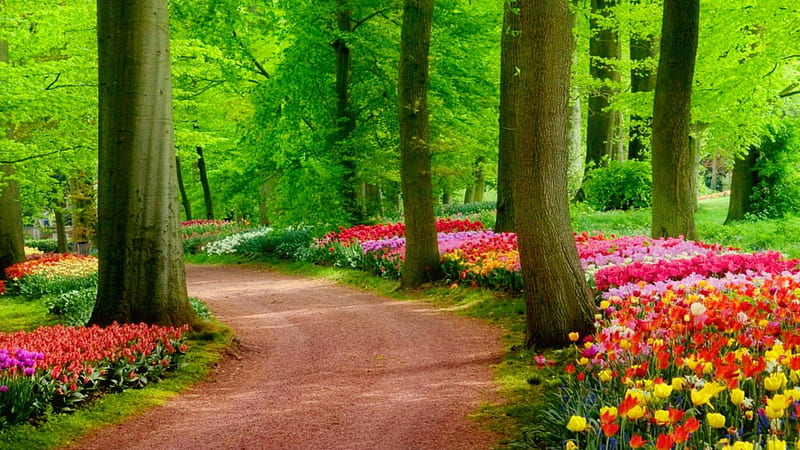 Sand Road In Beautiful Garden With Green Trees And Colorful Flowers Nature, HD wallpaper