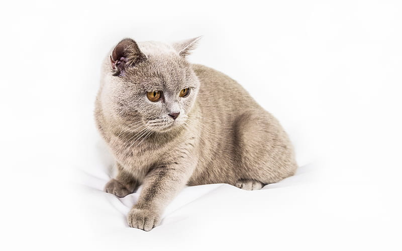 British Shorthair, beautiful gray cat, pets, short-haired cats Felis catus, HD wallpaper