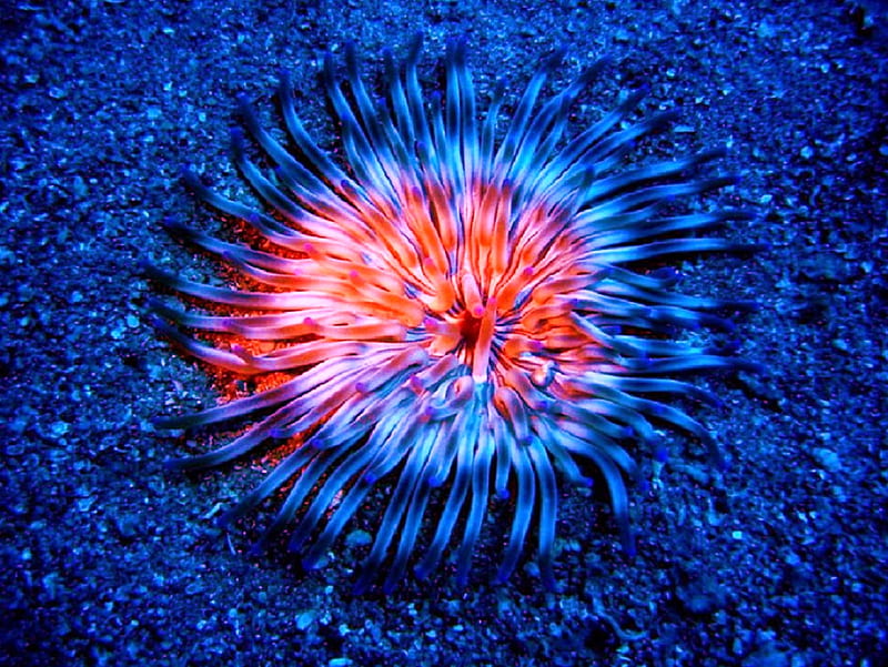 Sea Life 21, reef, fish, ocean, coral, anemone, HD wallpaper