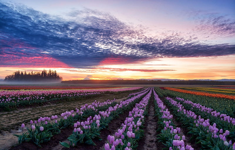 Oregon, Woodburn, Wooden Shoe Tulip Farm for , section пейзажи, HD wallpaper