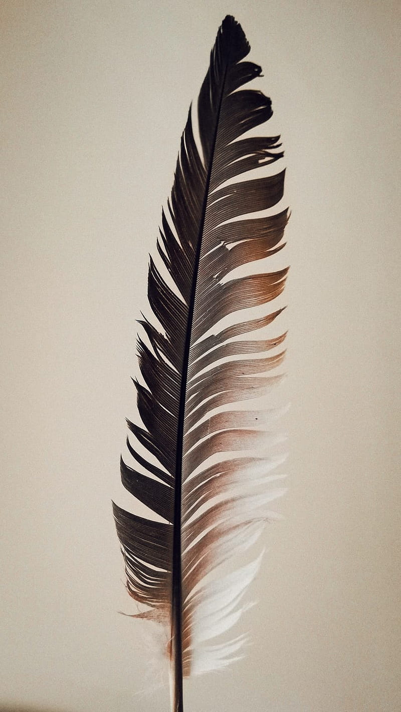 Cool, black, edge, feathers, galaxy, note, pen, graphy, quill, white, HD phone wallpaper