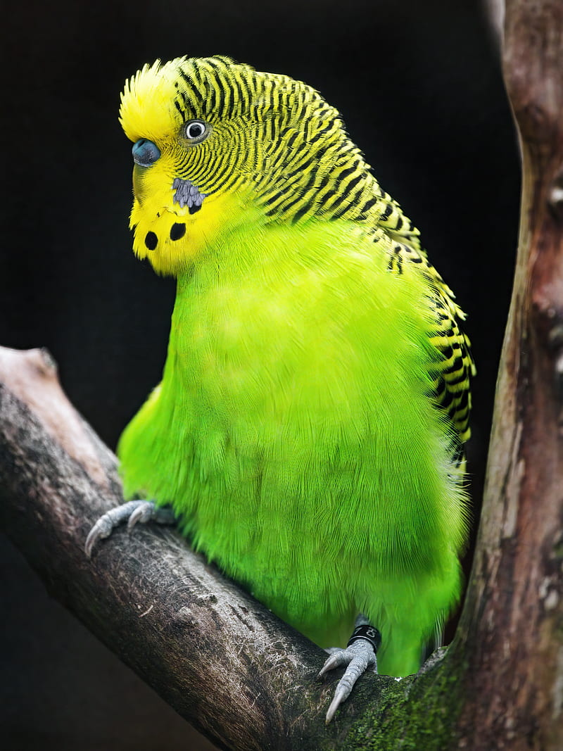 budgerigar, parrot, bird, tree, branch, green, HD phone wallpaper