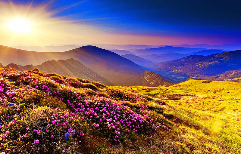 Hill's flowers, sun, lit, dazzling, shine, bonito, mountain, nice, wildflowers, flowers, light, hills, lovely, sunlight, sky, rays, slope, summer, meadow, field, landscape, HD wallpaper