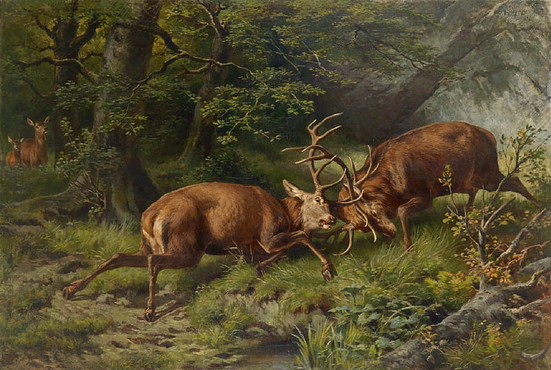 The Duel, male, fighting, female, woods, deer, HD wallpaper | Peakpx