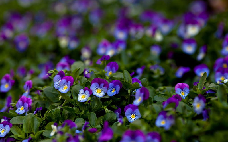 Pansies, pansy, purple, viola, macro, flower, flowers, nature, violet, violas, HD wallpaper
