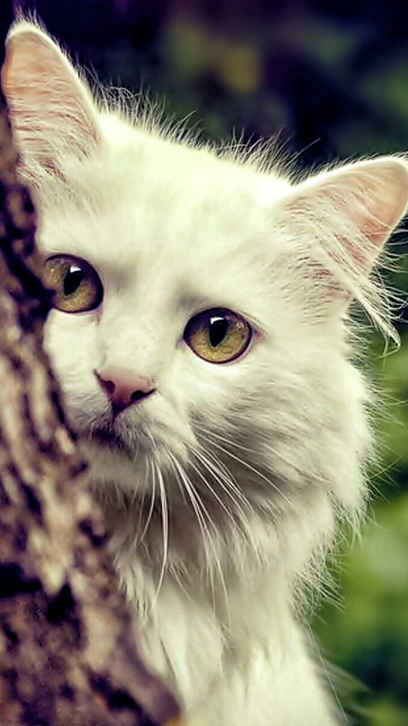 cat look, animal, white, HD phone wallpaper