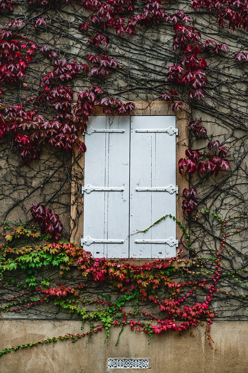 window, ivy, wall, building, plant, HD phone wallpaper