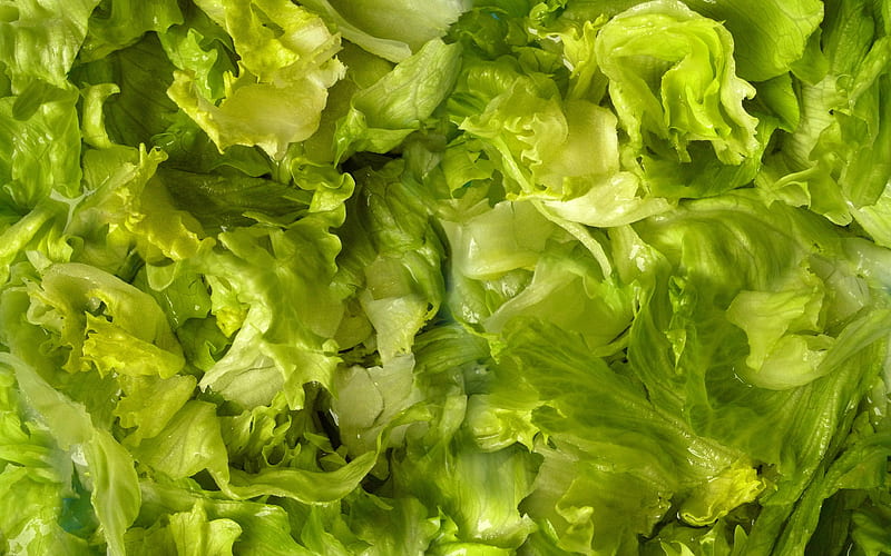green lettuce leaves macro, food textures, lettuce leaves textures, green backgrounds, lettuce, HD wallpaper
