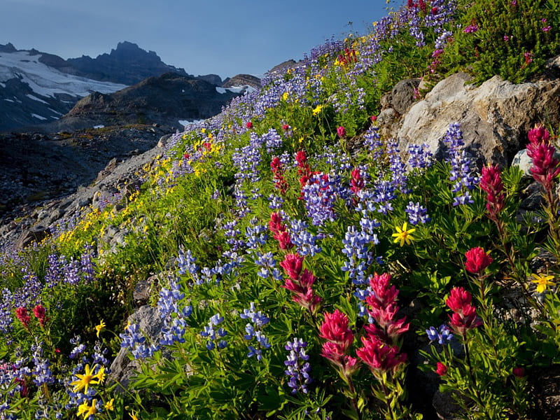 Mountain wildflowers, colorful, grass, bonito, mountain, nice, stones, wildflowers, peaks, flowers, hills, lovely, mountainscape, high, colors, slope, peaceful, summer, nature, HD wallpaper