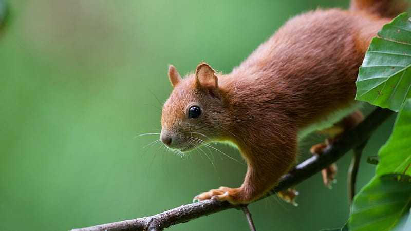 Brown Squirrel On Tree Stalk In Blur Green Background Squirrel, HD wallpaper