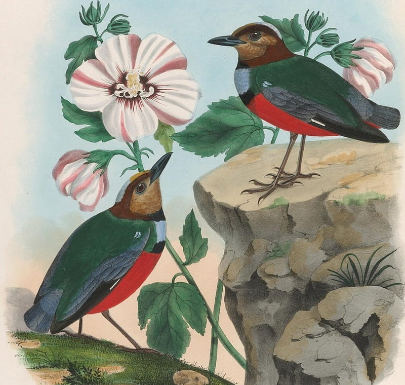 Pittas, birds, red, white, green, flowers, HD wallpaper