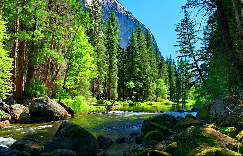 Mountain river, forest, stream, rocks, shore, flow, greenery, bonito, creek, trees, stones, bank, nature, river, HD wallpaper