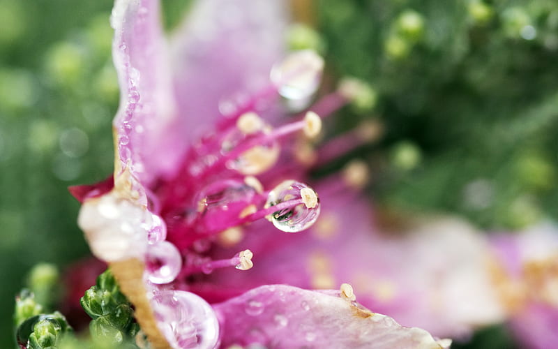Droplets Flower, drops, flowers, nature, HD wallpaper