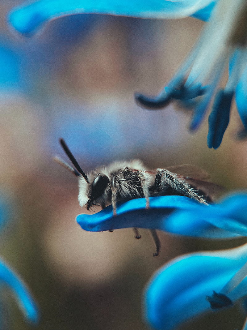 bee, macro, insect, flower, HD phone wallpaper