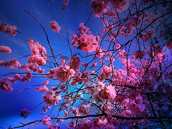 1360x768 Japan Night Cherry Blossom Trees Lantern Glowing Night Laptop HD  HD 4k Wallpapers Images Backgrounds Photos and Pictures