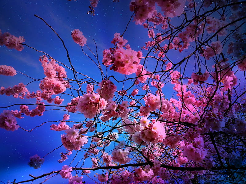Cherry Blossom Nightsky Cherry Pink Sky Night Hd Wallpaper Peakpx 