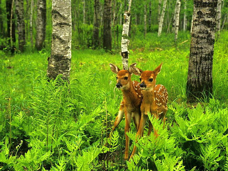 Deer little twins, forest, spotted, green, fawns, brown and white, trees, twins, deer, HD wallpaper
