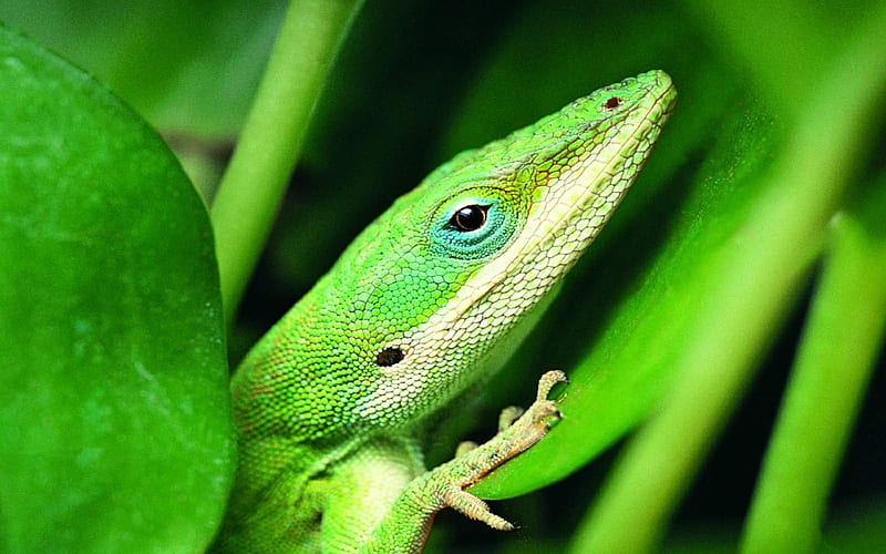 green lizard-Animal World, HD wallpaper