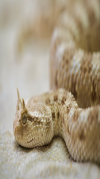 Animal Snake HD Wallpaper by Laxmonaut