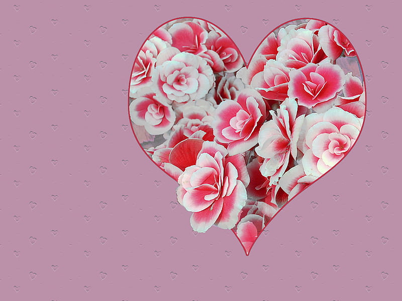 Corazón de begonias, flores, corazones, Fondo de pantalla HD | Peakpx