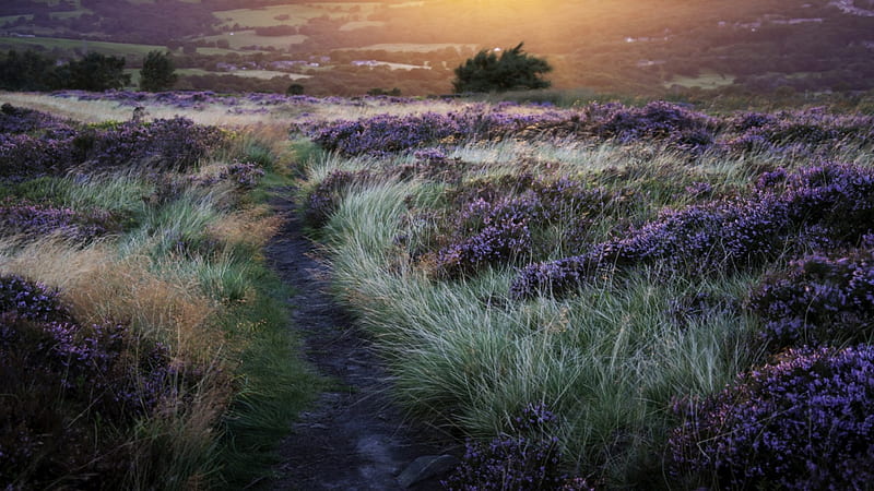 trail down a hill through grass and wild lavender, grass, flowers, trail, sunset, hill, HD wallpaper