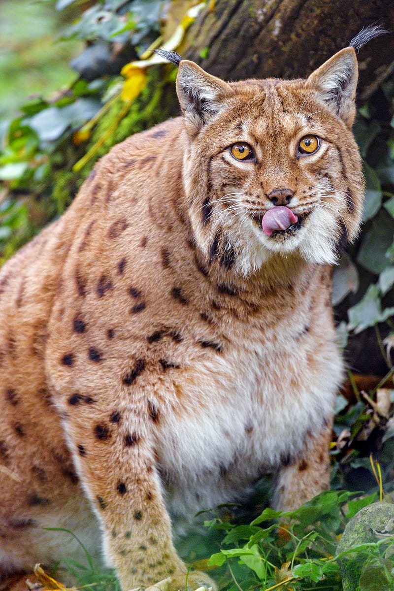 lynx, protruding tongue, big cat, animal, brown, wild, HD phone wallpaper