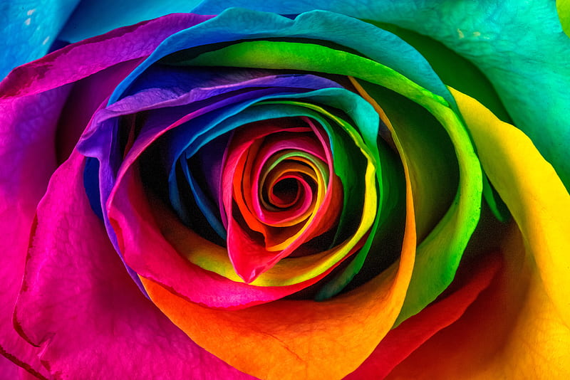 rose, petals, colorful, flower, HD wallpaper