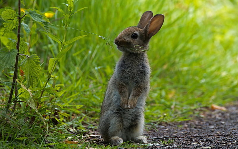 Bunny, ears, rabbit, animals, HD wallpaper