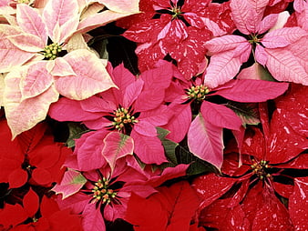 Palabras clave de fondo de pantalla: flor de nochebuena | Peakpx