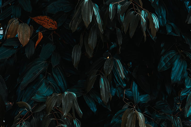 leaves, plant, branches, dark, green, HD wallpaper