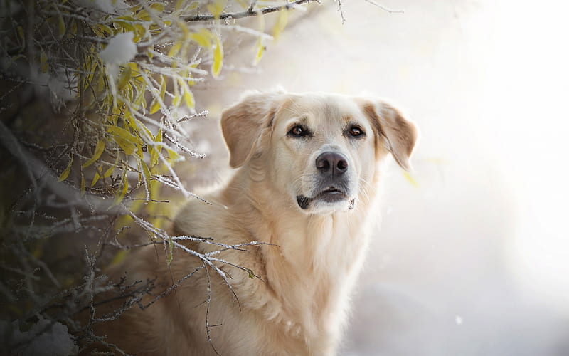 Golden retriever, cute dog, pets, dog, winter, snow, HD wallpaper