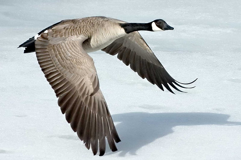 Canadian Goose Skimming over Ice, wings, flying, skimming, gris, ice, goose, feathers, HD wallpaper