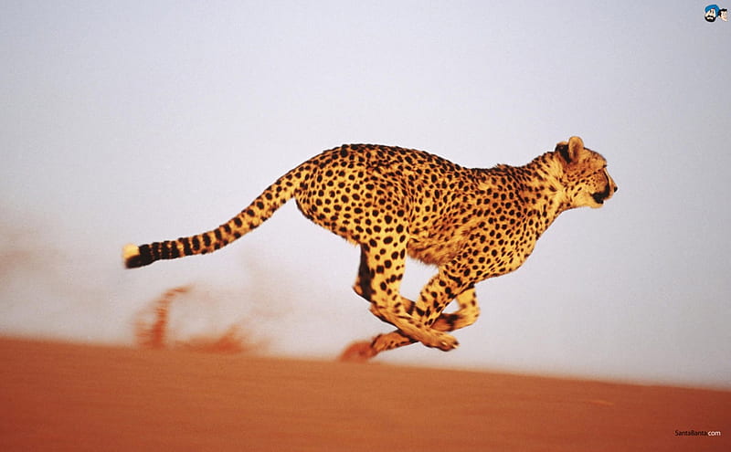 Cheetah, cat, run, wild, HD wallpaper | Peakpx