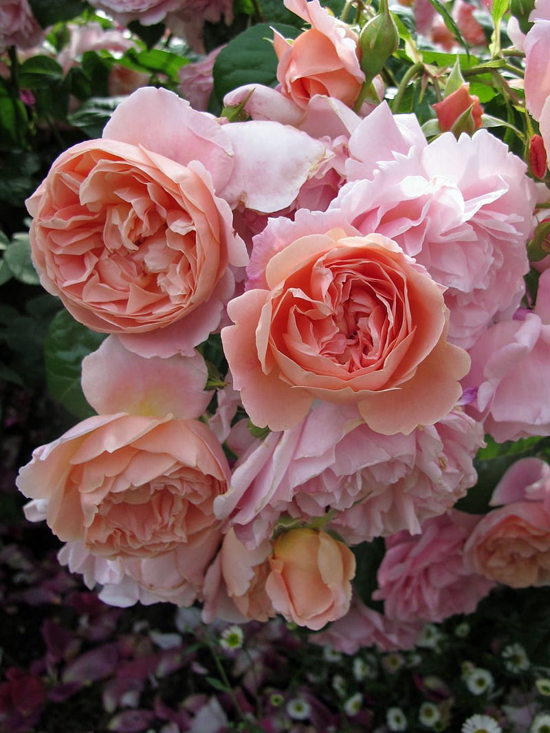 English Roses, english garden, english rose, flowers, garden, pink, pink flowers, pink roses, rose, sweet, HD phone wallpaper