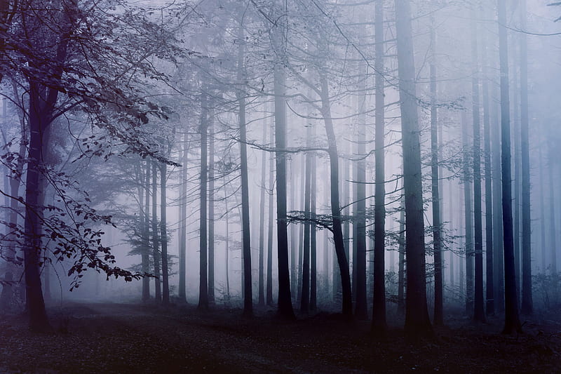 Fog Forest Morning , forest, fog, morning, nature, HD wallpaper